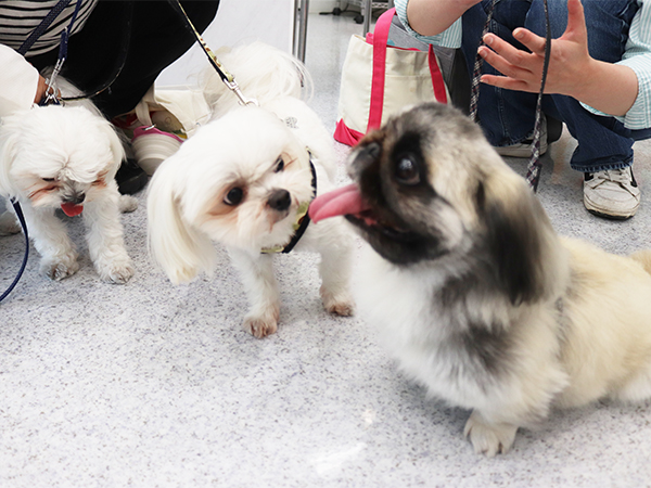 卒業生が里親犬と遊びに来てくれました☆
